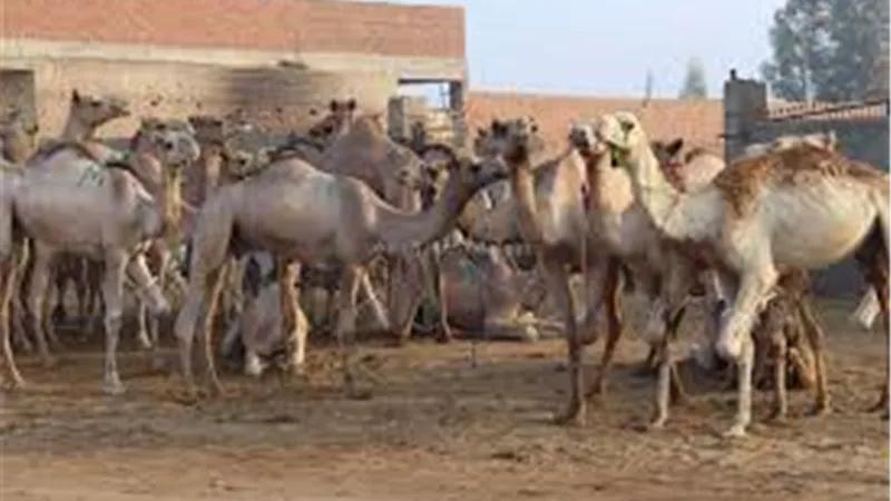  القبض على ثلاثة من تجار الجمال في سوق برقاش للإبل عقب تحقيقات PETA