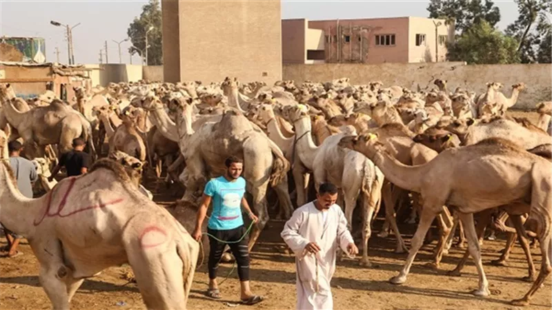 أسامة كمال لبائعي سوق برقاش: الملف مفتوح علشان اتابع حنيتكم مع الجمال