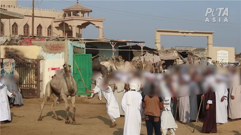  منظمة البيتا تنشر صور لم تُرى من قبل حول ضرب الجمال بقسوة في سوق برقاش (فيديو وصور)