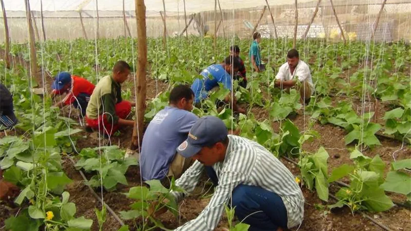 100 شاب من أوائل كليات الزراعة يحصدون فرص عمل وتعيينات بالمشروعات الزراعية العملاقة (فيديو)
