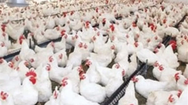 بورصة الدواجن العمومية | اسعار الدواجن يوم بيوم الاثنين 21 أكتوبر 2019