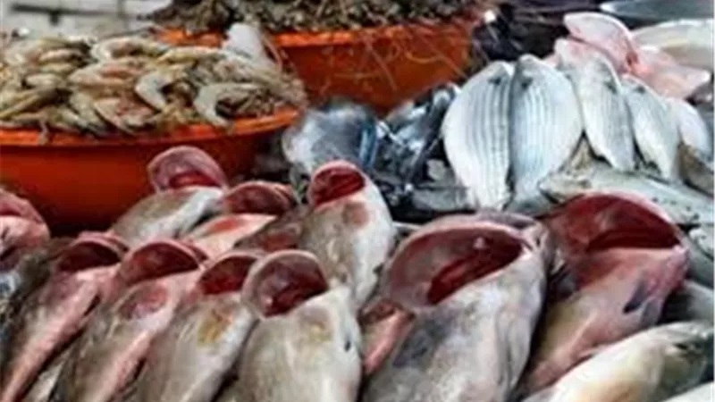 أسعار الاسماك اليوم السبت 9 نوفمبر 2019