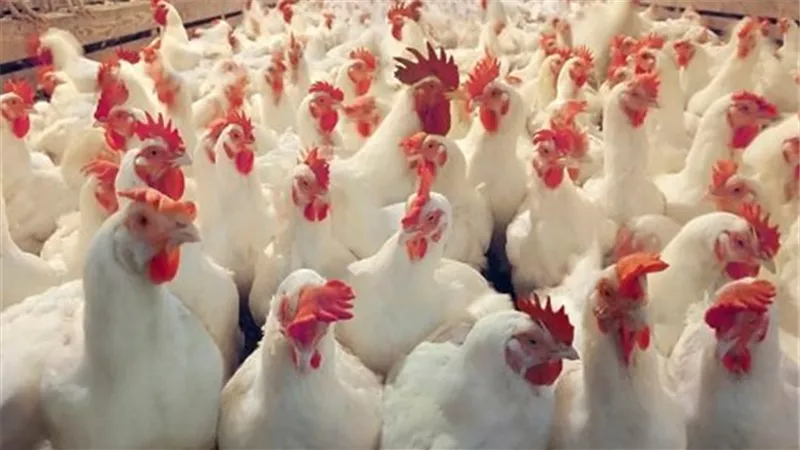 أسعار الدواجن بورصة الدواجن اليوم الخميس 28 نوفمبر 2019