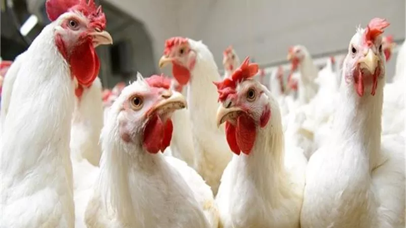 أسعار الدواجن بورصة الدواجن اليوم الجمعة 29 نوفمبر 2019