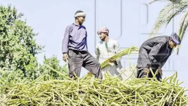 برلماني : زيادة سعر شراء طن القصب من الفلاح ل 750 جنيها | فيديو