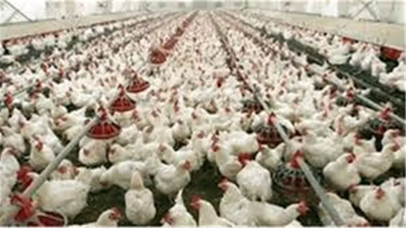 بورصة الدواجن اليوم السبت 22 فبراير 2020