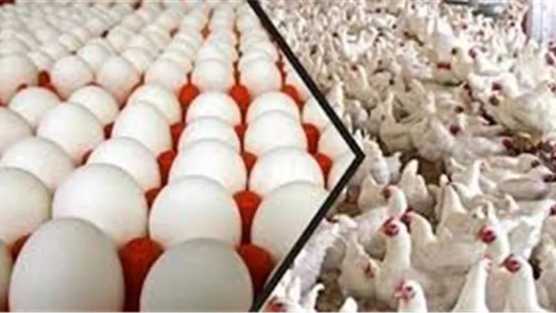 بورصة الدواجن العموميه اليوم الأحد 8 مارس 2020