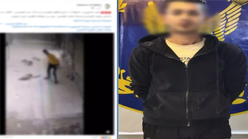 هجم عليا.. تفاصيل ضبط المتهم بالاعتداء على كلب بالقاهرة | فيديو