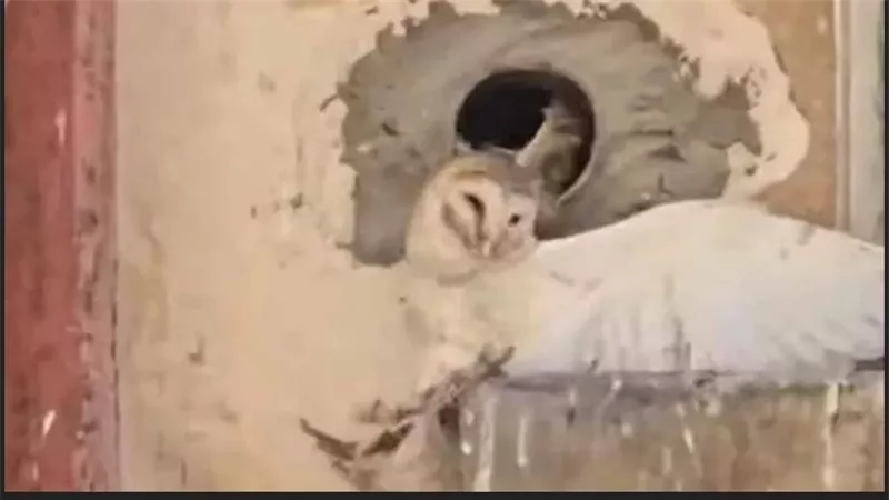 جناحها مكسور.. الحماية المدنية تنقذ 