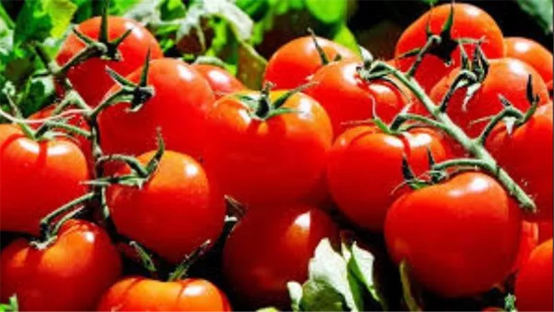 مجنونة يا قوطة.. نقيب الفلاحين يكشف موعد انخفاض أسعار الطماطم 