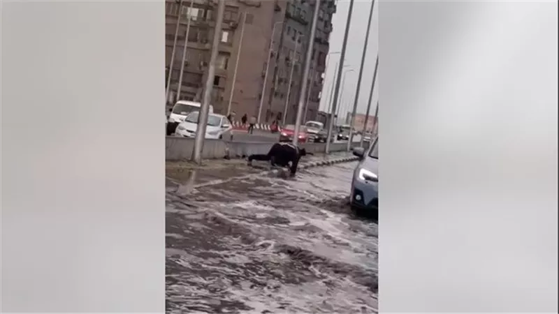 بطل في مواجهة الطقس السيء.. 17 ثانية توثق شجاعة أمين شرطة | فيديو