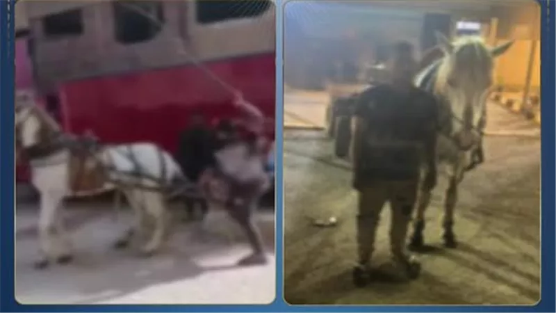 بالكرباج.. تفاصيل القبض على شاب لضربه حصان بالقليوبية 