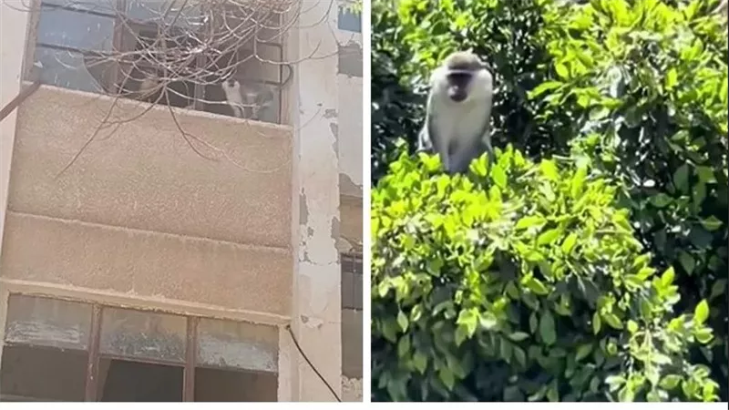 أين ذهب؟.. لغز نسناس مدينة السادات المحير الهارب من الحديقة
