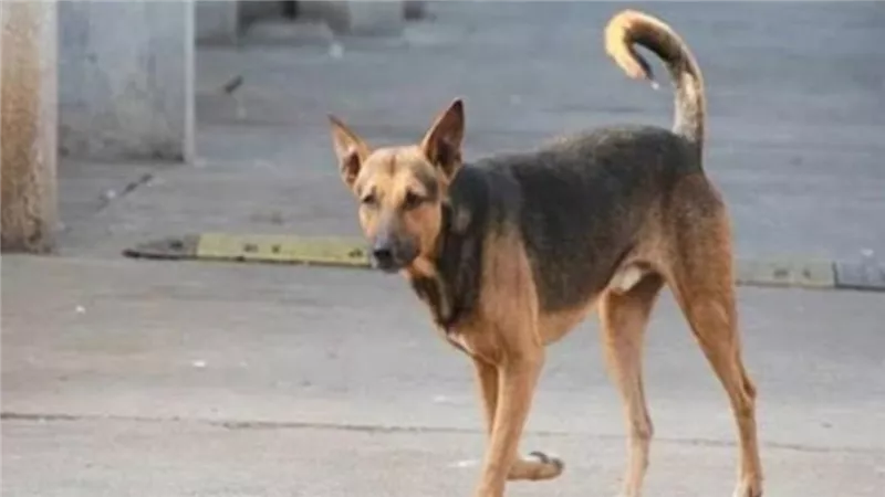 بينهم طفلان.. كلب ضال يعقر 8 أشخاص في الدقهلية