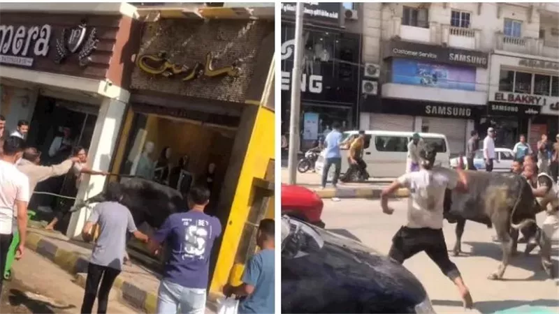 اقتحم محل ملابس.. لقطات مثيرة لهروب عجل في بني سويف | شاهد