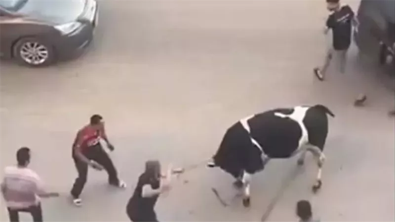 هروب العجول.. مطاردات طريفة للمواشي الهاربة بالمحافظات | فيديو 