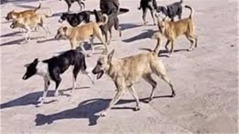 بينهم أطفال.. تفاصيل إصابة 6 أشخاص في هجوم كلب ضال بسوهاج