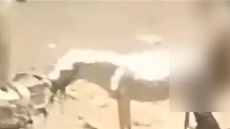 فيديو صادم مع حمارة.. فحص واقعة ارتكاب شاب لفعل فاضح بالقليوبية
