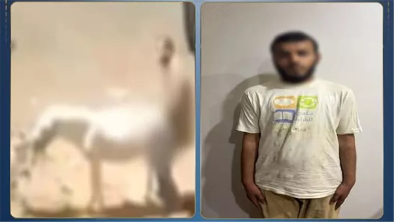  مريض نفسي.. الكشف عن تفاصيل تعدي شخص على حمار 