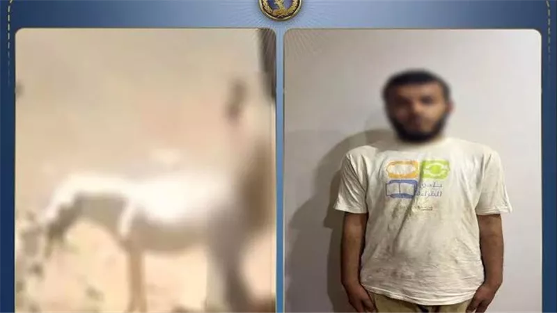 تفاصيل الحكم على المتهم بالتعدي على حمارة القليوبية