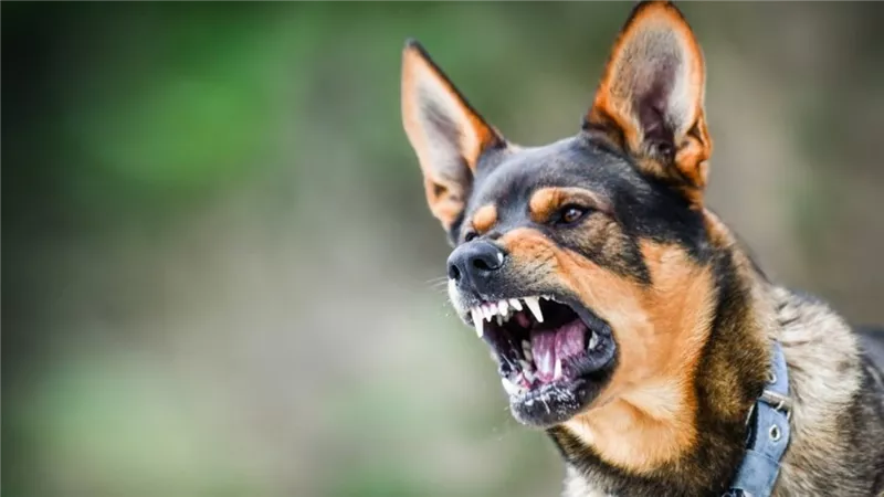  بعد إصابة 12 شخصًا.. تفاصيل ليلة الرعب في قرية بهناي بالمنوفية 
