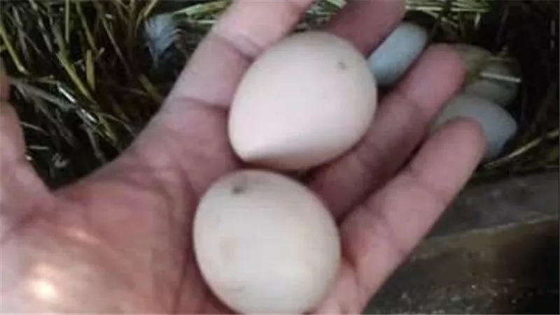 خلص على عمه بسبب بيضة فرخة.. قرار جديد في استئناف مندوب بولاق على السجن المؤبد