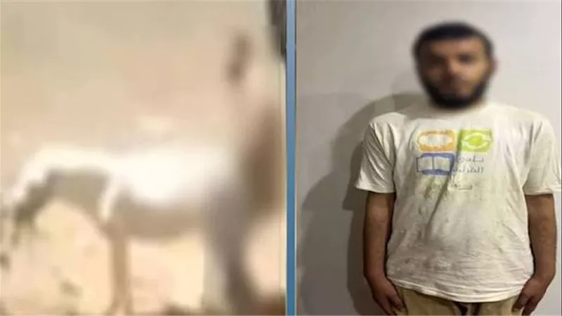بعد فيديو أثار الجدل.. قرار جديد بشأن المتهم بالتعدي حمارة القليوبية 
