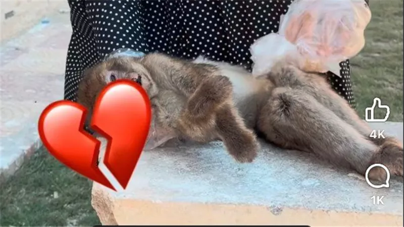 هل سمموها؟.. موجة حزن بعد نفوق القردة شاكيرا | فيديو