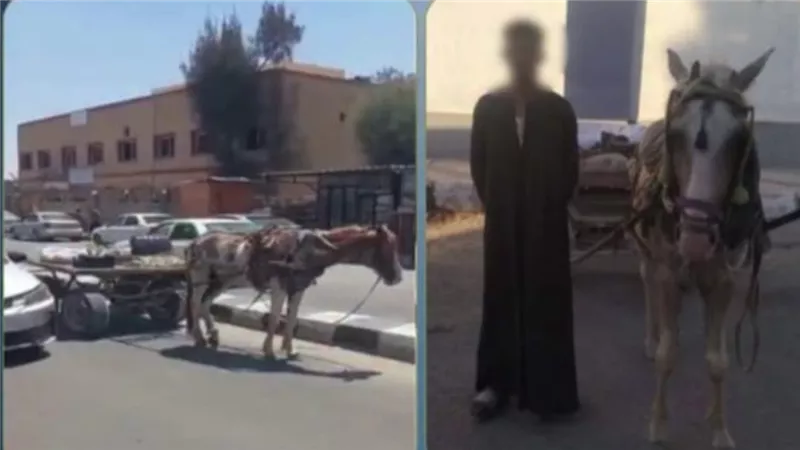 كنت بشتري حاجة.. تفاصيل ضبط عربجي عطل حركة المرور أمام مستشفى بسيناء | فيديو