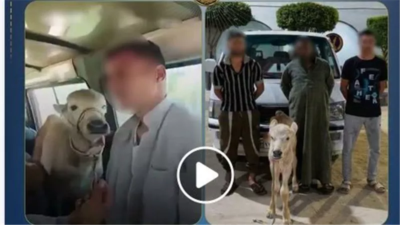 جاموسة في الميكروباص..تفاصيل القبض على المتهمين بتحميل ماشية داخل سيارة أجرة بالبحيرة | فيديو