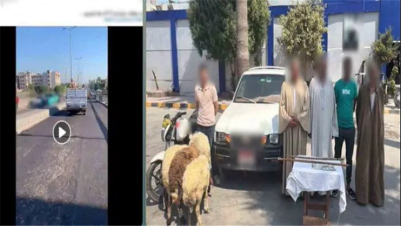 خرفان تعبانة.. تفاصيل كشف لغز المطاردة المثيرة بالإسكندرية | فيديو