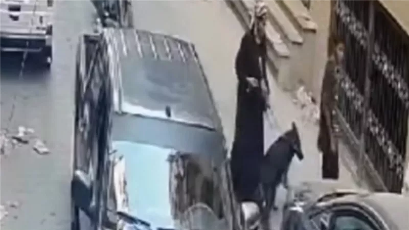 كلب وعصا بيسبول.. لقطات صادمة لاعتداء 