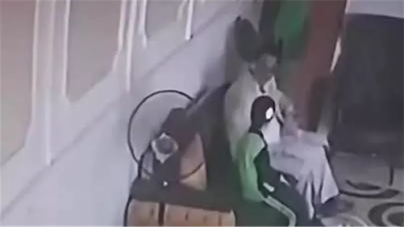 إخفاء فيديو هتك العرض.. تفاصيل الحكم على 4 مسؤولين بمدرسة هابي لاند 