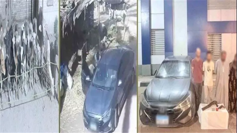  تفاصيل سقوط عصابة سرقة الماشية في الشرقية | فيديو