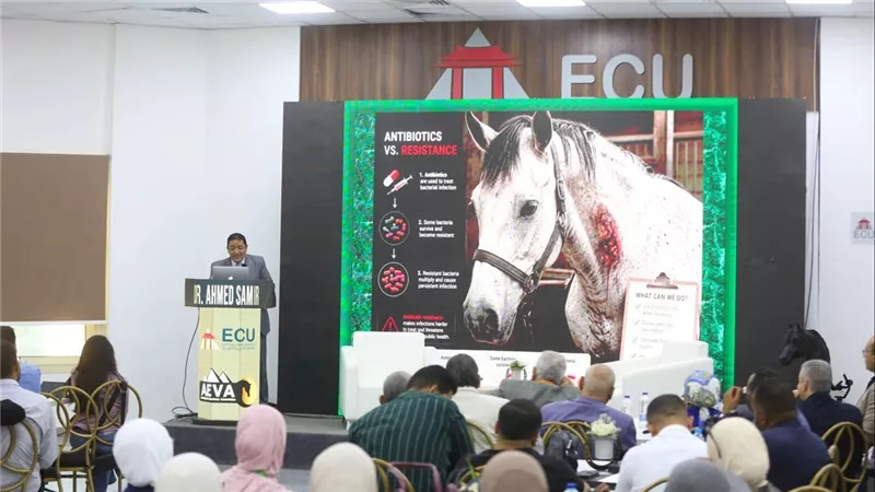 الجامعة المصرية الصينية تطلق المؤتمر الرابع لطب الخيول تحت شعار 