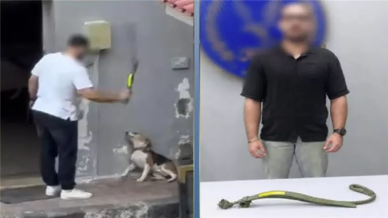 نباحه أزعج السكان.. تفاصيل ضبط فرد أمن اعتدى على كلب في الإسكندرية