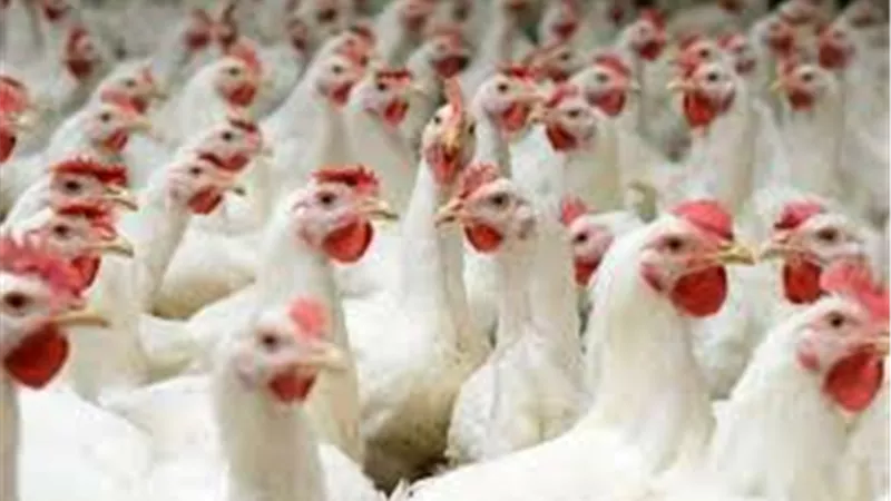 بورصة الدواجن العمومية اليوم الأحد 22 مارس 2020