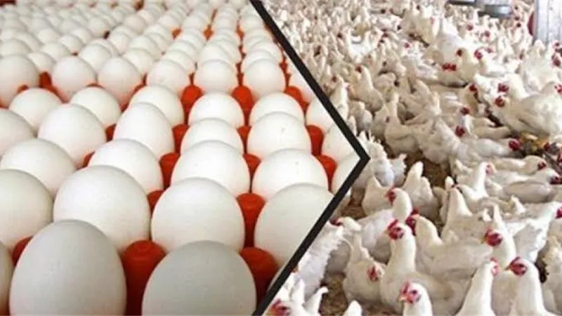 بورصة الدواجن العمومية اليوم الأحد 12 ابريل 2020