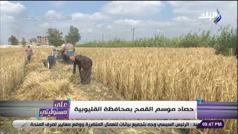 أحمد موسى: إنتاج فدان القمح حاليا 4 أضعاف ما كان عليه | فيديو