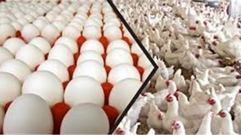 بورصة الدواجن العمومية اليوم الاربعاء 8 يوليو 2020