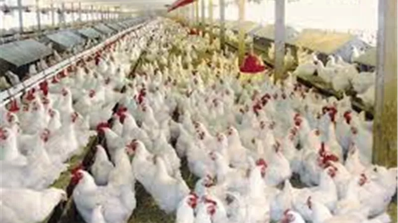 اسعار الدواجن وبورصة البيض اليوم الخميس 9 يوليو 2020 
