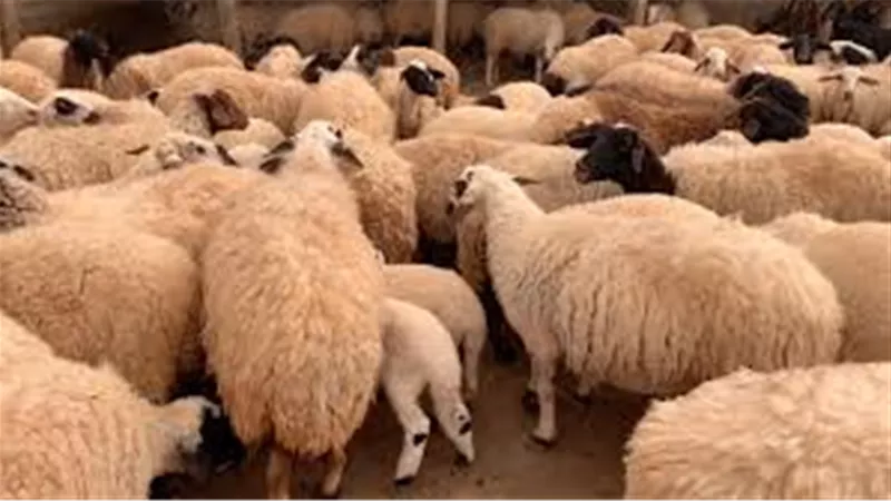 هل يجب على المتزوج من امرأتين ذبح أضحيتين؟ المفتي يجيب | فيديو
