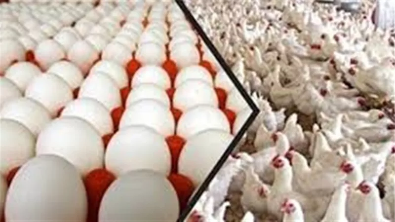 بورصه الدواجن العموميه اليوم الاحد 26 يوليو 2020