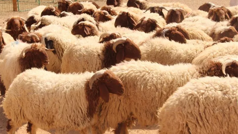 شروط الذبح في العيد وكيفية توزيع الأضحية | فيديو