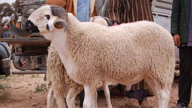  هل ذبح الأضاحي ينقل فيروس كورونا؟ الصحة العالمية تجيب