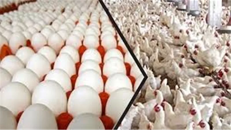 اسعار الدواجن يوم بيوم | بورصة الدواجن والبيض اليوم السبت 1 اغسطس 2020