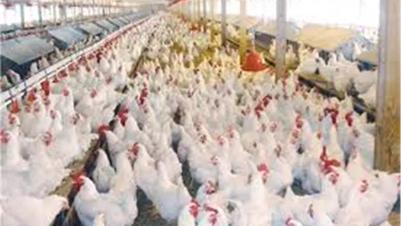 أسعار الدواجن اليوم الأحد 16 أغسطس 2020