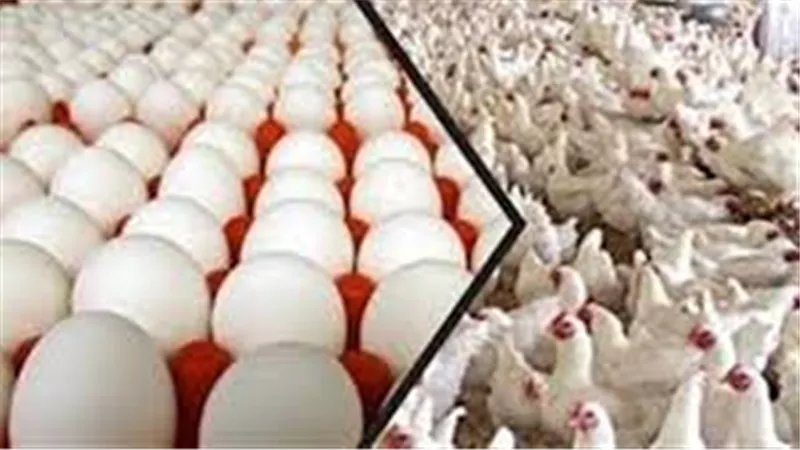 بورصة الدواجن العمومية اليوم الاثنين 17 أغسطس 2020