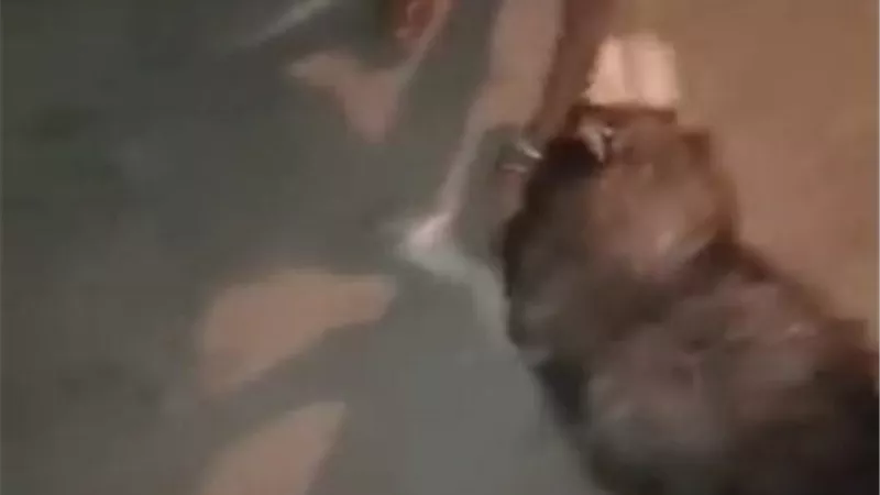 ترويع طفلة بواسطة كلب شرس بسطح منزل في الغربية | فيديو