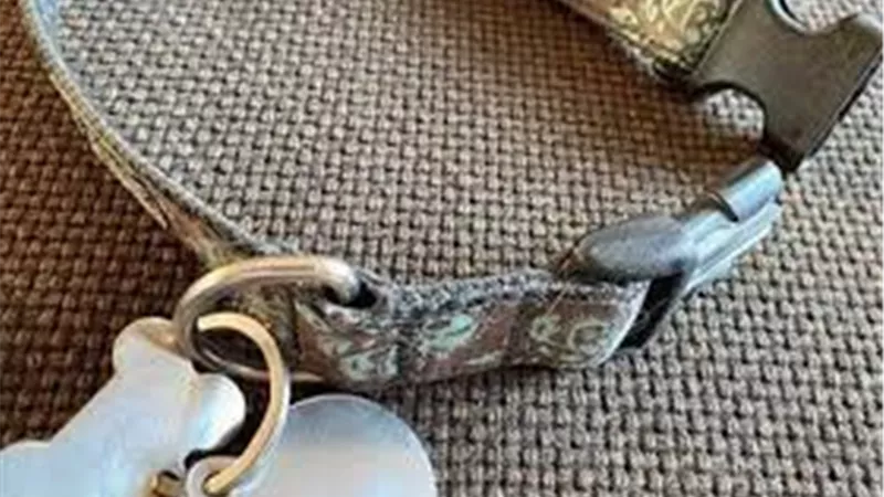 يسير على يديه وقدميه.. سيدة تقيد زوجها بسلسلة كلب وتمشي به في الشارع